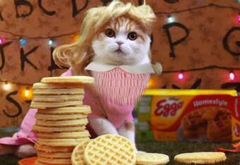 Waffles The Cat Does Movies, Commercials, Magazine Covers. AND The MET Gala?