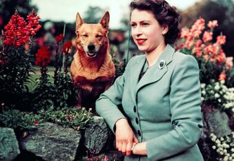 Guess who gets Queen Elizabeth II's royal corgis? Hint: It's not King Charles III!