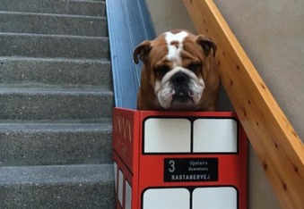 Bulldog with arthritis gets tiny bus lift to help use stairs