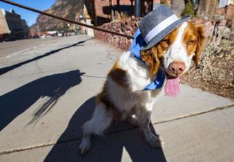 Dexter Dog Ouray Overcame Being Hit By a Car and Losing a Leg