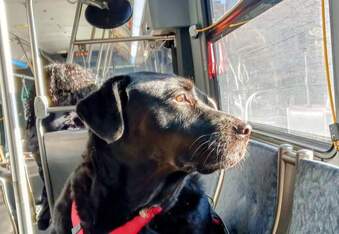 A tribute to Eclipse - Seattle's bus-riding dog