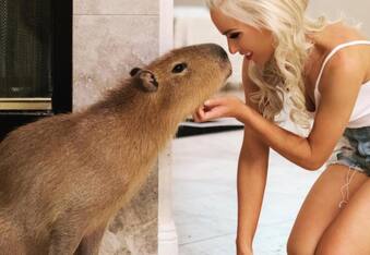 Capybaras, World's Friendliest Animal, Friend to Humans, and Famous Everywhere
