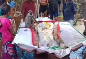 The touching moment a monkey mourned the death of the man who showed kindness