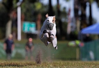 Meet Reas the Whippet, America's fastest dog!