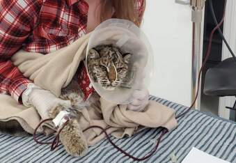 Smuckers the Cat saves baby bobcat by donating blood