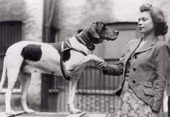 The Three Most Famous Dog Heroes of World War II