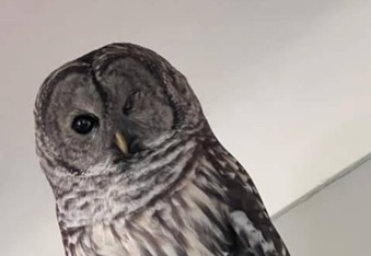 Owl allegedly breaks into 2nd home in a week, trashes the place