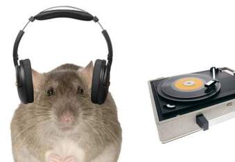 Study finds rats bop their heads to music by Lady Gaga, Michael Jackson, and Maroon 5