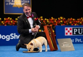 Winston is the first French Bulldog to win the National Dog Show (video)