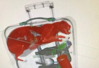 Cat hiding in luggage discovered by security X-ray