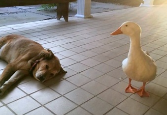 Mysterious duck turns up, cures grieving dog's 2-year depression