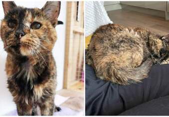 Flossie is officially the World’s Oldest Cat at 27 years old