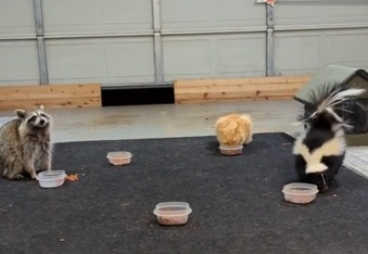 Lily the Skunk Opens a Street Cat Cabana