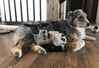A Tiny Lamb Finds Motivation to Live With The Help of an Aussie Shepherd