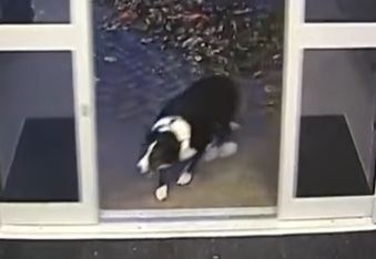 Wanted dog turns herself in at police station (video)