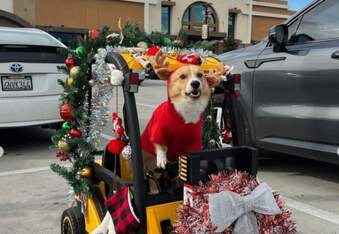 Boba the forklift-certified corgi is here to deliver Christmas