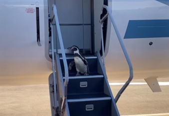 The jet-set life of Chester - Penguin and professional actor