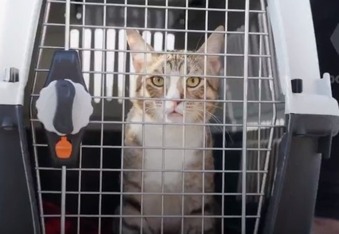 England football team loses World Cup, takes home stray cat instead