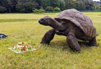 Happy 190th birthday to Jonathan the Tortoise – The world’s oldest land animal