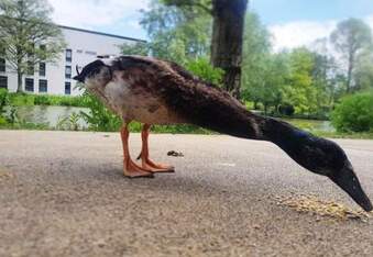 Meet Long Boi - A really really long duck
