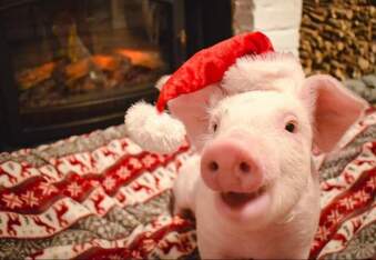 These rescue piggies are ready for the holidays