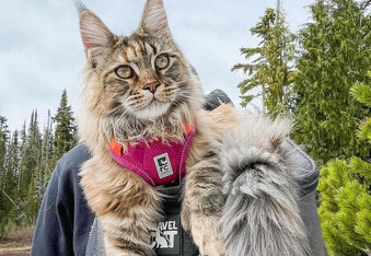 Fig & Scout: Adventure Cats Living the Good Life on Vancouver Island