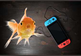 This pet fish plays Pokemon, but also commits credit card fraud