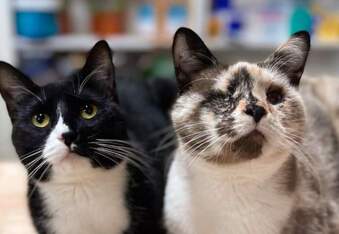 The Look Ahead Cats - 6 rescue cats that run an animal hospital