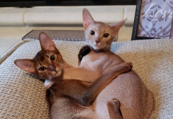 Tango and Cash - Two crazy Abyssinian cat brothers