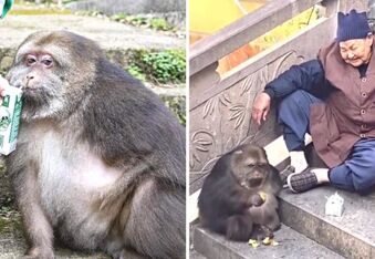 Meet Xing Xing the one-armed monkey and the grandma nun that adopted her (video)