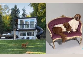 Chip Pups: Living luxuriously in their own doggy mansion