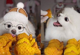 Hong Snow the ASMR Mukbang Pomeranian is a Cute Little Foodie with a Big Appetite