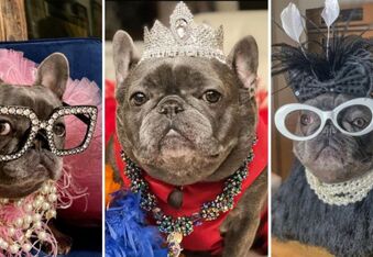 Izzy the Frenchie - Fashion Icon, Jewelry Designer, and Author