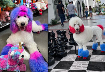 Half Unicorn, Half Poodle? Interview with Zoe from Muse Dog Spa