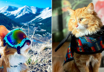Liebchen's Journey: The Adventure Cat Breaking Stereotypes and Exploring the World