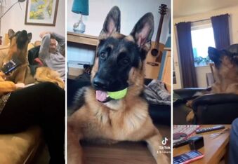 Classical Canine: Meet Athos the Opera-Singing German Shepherd