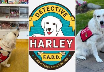 Dog Detective Harley, F.A.D.D., is Sniffing Out Peanuts and Educating on Allergies