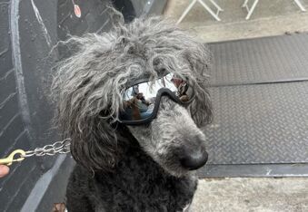 A Dog Kept Getting Attacked by Other Dogs (Until he got Sunglasses to Block out the Haters)