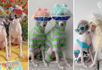 Ghost and Wren are Greyhound Siblings Living a Fashion Fairy Tale