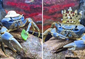 Howie the Crab is the Celebrity Crustacean you Need to Follow