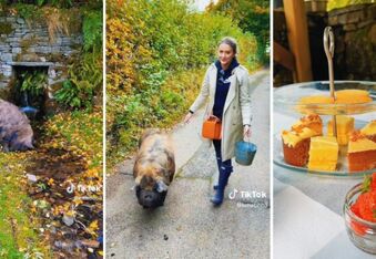 Pignic - Enjoy a Stroll and Picnic with Cute Kune Kune Pigs