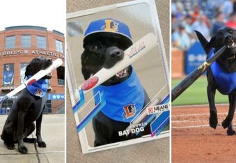 Move Over Bat Boys, Ripken the Bat Dog Fetches Baseball Bats Professionally
