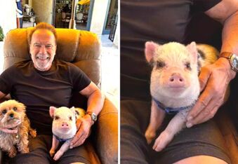 Arnold Schwarzenegger Adds a Pet Pig to His Personal Petting Zoo