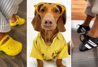 Meat Biscuit Superdog - The Sneakerhead Sausage Dog