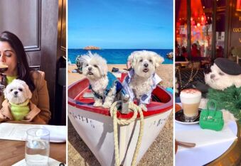 Maltese Brothers Dior and Obi-Wan are Peak "Summering in Europe" Goals (@the_doggie_days)