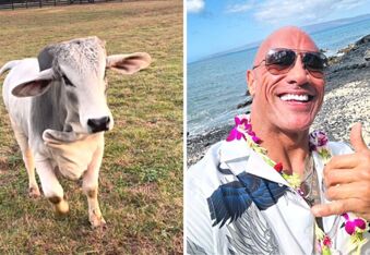 Dwayne Johnson Reveals his new pet Brahma Bull named "Soul Bully"