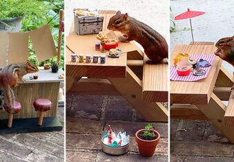 Food Writer Opens Tiny Restaurant for Chipmunks