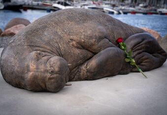 Statue Unveiled for Freya the Celebrity Walrus Who Was Euthanized
