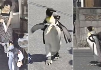 The Story of Lala, the Rescued Penguin That Would Go Grocery Shopping by Himself (Video)