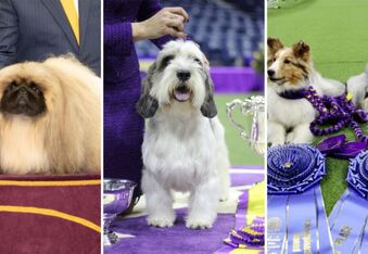 Meet "Best in Show" and the Winners of the 2023 Westminster Kennel Club Dog Show